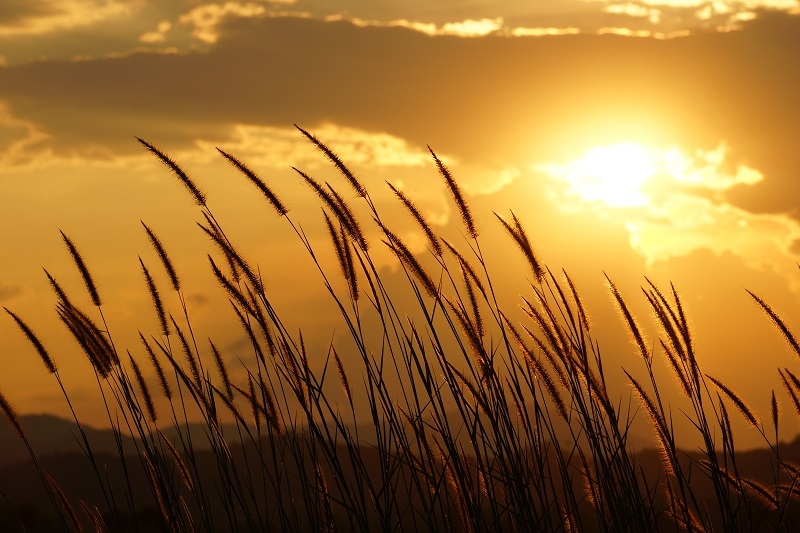 flowers / intricate flowers