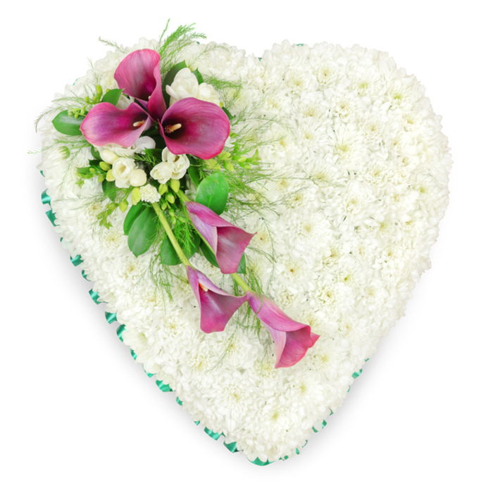 This image shows a generously sized, heart-shaped floral tribute placed flat against a spotless white background, the simplicity of its surroundings allowing every petal and leaf to be clearly seen in the mind's eye. The heart itself is meticulously constructed from hundreds of tightly packed white spray chrysanthemums, each blossom carefully angled to form an even, plush surface reminiscent of soft fabric or fresh snow. Their pure white petals flow seamlessly across the heart, representing innocence, peace, and a gentle farewell. Encircling the entire outline is a vivid emerald green ribbon, its satin sheen catching the light as it is pleated neatly around each curve and point, giving the design a refined, almost tailored finish. On the upper left portion, slightly off-centre, a dramatic cluster of deep magenta calla lilies forms a sweeping diagonal spray that draws the eye. Two or three of the lilies stand more upright, their elegant trumpet shapes opening towards the viewer, while others arc gracefully downwards, their rich, velvety tones adding depth and emotional intensity. Among the calla lilies nestle smaller, delicate white freesias or similar blooms, their softer forms and subtle fragrance imagined as a tender counterpoint to the strong lines of the lilies. Lush foliage, including glossy broad leaves and feathery fern-like fronds, spills gently around the flowers, softening the transition into the chrysanthemum base. The overall effect is of a carefully composed sympathy heart, something you might see delivered to a Southgate church or resting place near Oakwood or Palmers Green, chosen to honour a much-loved relative or friend with grace, sincerity, and quietly spoken devotion.