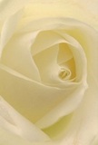 Drawn deep into the heart of this creamy white rose, it feels as if you're nestled within its petals, enveloped in the soft hush of a Southgate morning. The petals spiral gently, each almost weightless, their subtle sheen hinting at dew just gathered from the cool air. Delicate shadows curl between the creamy folds, casting a gentle drama and infusing the bloom with peaceful luminescence, not unlike the early sunlight slipping onto The Bourne's quiet lanes. This rose radiates calm and reverence-its form perfectly chosen to honour sympathy, admiration, or new beginnings. As a florist serving the Southgate community, I see in its understated colour and immaculate arrangement a tribute crafted for thoughtful moments-perhaps marking an anniversary, offering solace, or adding grace to a family celebration. The close composition lets you almost catch the gentle, sweet scent, quietly affirming the care and artistry behind every petal arranged for our local neighbours.